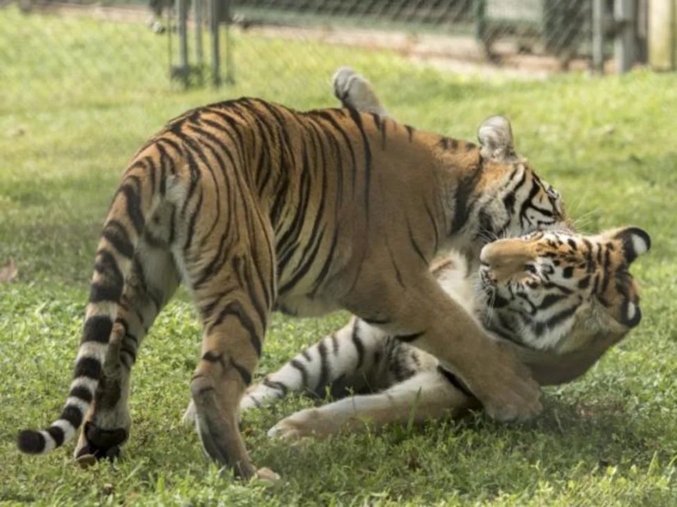 Big Cat Habitat and Gulf Coast Sanctuary