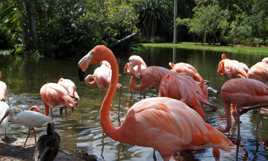 Sarasota Jungle Garden